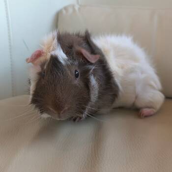Rescue Guinea Pig Guinea Pigs for Adoption in Warwick, Rhode Island - Cookie | PetCurious